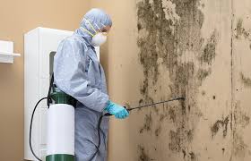 Best Commercial Mold Inspection in Belfast, ME